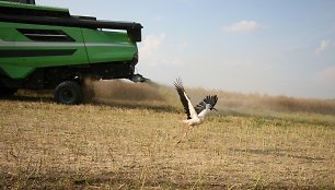 Joniškio rajone javų laukais rieda kombainai