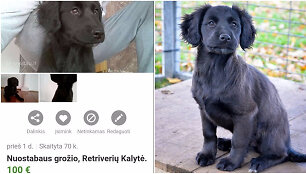 I&scaron; prieglaudos paimta ir parduodama Aika buvo pavadinta labradoru