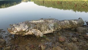 Nemunaičio miestelyje gyventojai užfiksavo didžiulį &scaron;amą, i&scaron;mestą į Nemuno krantą