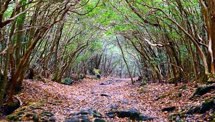 Aokigahara miškas