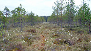Juodymų draustinis