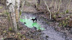 Ežerėlio gyventojų susirūpinimą sukėlė žaliai nusidažęs vanduo