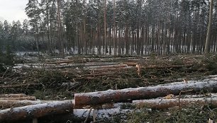 Labanore kertamus medžius užfiksavęs vyras piktinasi, kad miško nebėra, bet miškininkai primena – kaita turi būti