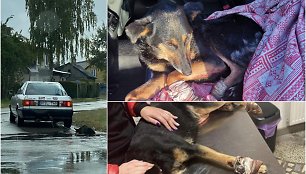 Prokurorai užbaigė bylą ugniagesiui, kuris tampė po Šakius prie „Audi“ pririštą šunį