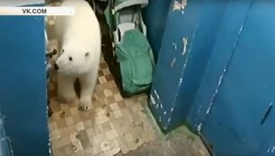 Baltasis lokys namo laiptinėje