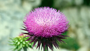 Tikrasis margainis 