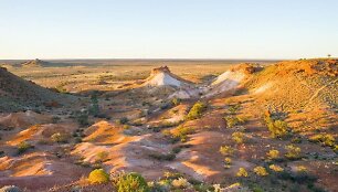 Kuber Pidis, Australija