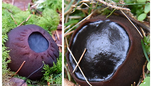 Paprastasis taukius