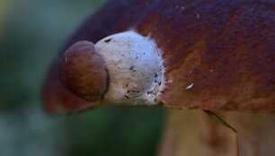 Įspūdingą gamtos i&scaron;daigą užfiksavo  Renata Po&scaron;kevičienė