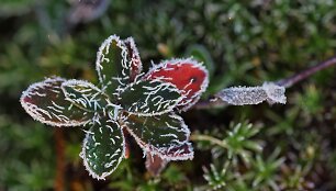 Rudens grožybės skaitytojų nuotraukose: &scaron;alna