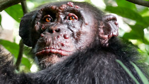 Šimpanzių patinas Vudstokas, sergantis raupsais