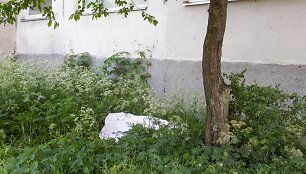 Asociatyvi nuotrauka