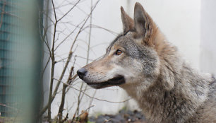 Vilkė Luna Vokietijoje tapo Gaia