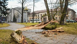 Nuvirtę medžiai Panevėžyje