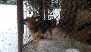 Linkaičiuose keturi apleisti vilk&scaron;uniai &scaron;aukiasi pagalbos