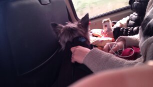 Kelionę mikroautobusu draugės pasirinko dėl galimybės į Lietuvą parsivežti &scaron;unelį.