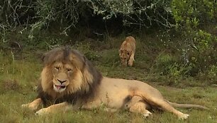 Solveigos Mykolaitytės akimirkos i&scaron; Pietų Afrikos