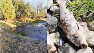 Vaikščiodamas upelio pakrantėmis Ruslanas Linevas aptiko labai didelės žuvies gaišeną.