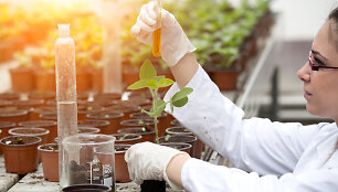 Biotechnologijos žemės ūkyje