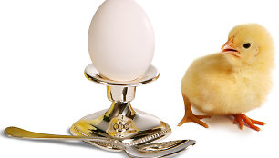 Viščiukas ir kiaušinis
