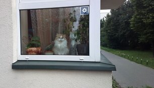 Būstas, katės už lango