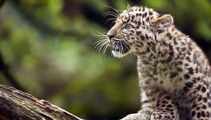 Amūrinis leopardas Argounas