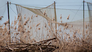 Paukščių gaudyklė