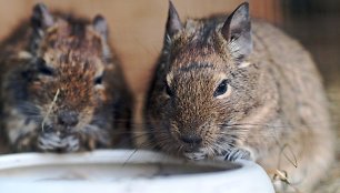 Degu