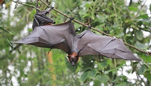 Didžiausi šikšnosparniai žemėje - skraidančios lapės