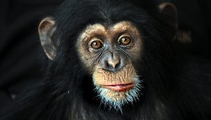 Šimpanzė