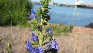 Botaninis draustinis Klaipėdos uoste