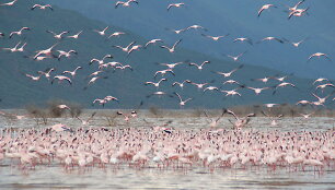 Flamingais ir geizeriais garsėjantis Bogorijos ežeras