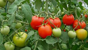 Pomidorai