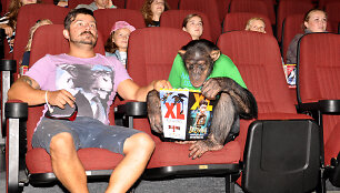 &Scaron;impanzė Džonis dirbo kino teatre
