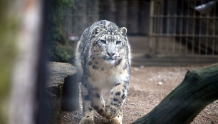 Leopardas