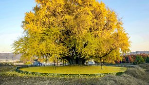 Pietų Korėjoje augantis ginkmedis laikomas vienu gražiausių medžių pasaulyje