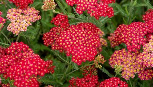 Kraujažolė (lot. Achillea millefolium) &bdquo;Sassy Summer Sangria&ldquo;
