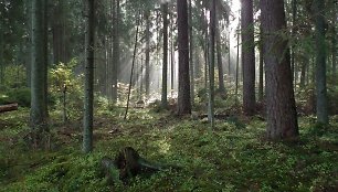 Ažvinčių botaninis draustinis