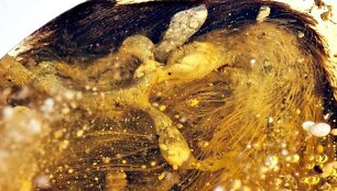 Gintare i&scaron;saugotos dinozauro fosilijos