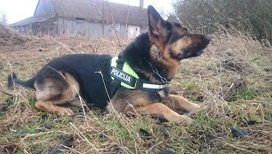 Tarnybinis &scaron;uo Attilas