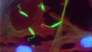 Leishmania major (žalia spalva) &scaron;eimininko ląstelėse (raudona spalva žymi citoplazmą, mėlyna &ndash; branduolius)