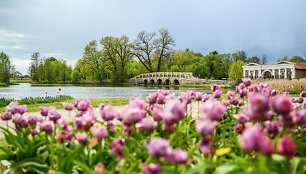 Gėlės Pakruojo dvare