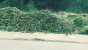 Agurkai Anyk&scaron;čiu sąvartyne