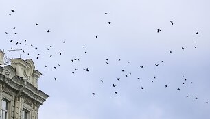 Sekmadienį Vilniuje - balta, balta. Nosis kutena žvarbus vėjas.