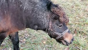 Lazdijų rajone nustatytas žiauraus elgesio su poniu atvejis