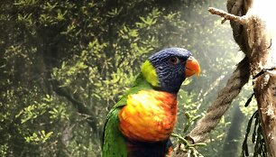 Daugiaspalvė loriketa
