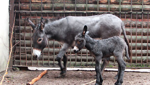  Lietuvos zoologijos sode gimė asiliukas