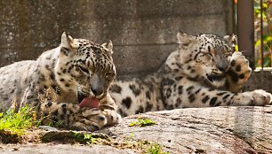 Snieginiai leopardai Korekeasaari zoologjos sode Helsinkyje