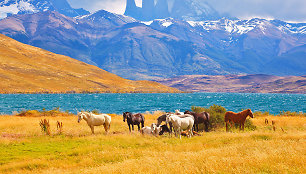 Torres del Paine