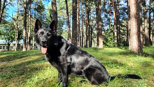 Ilda Saulės Vilkas